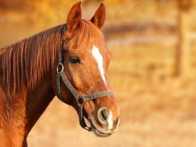 Buying your first horse? Best tips!