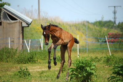 Top things you should teach your young horse early on