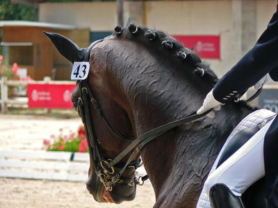 Why is dressage important for jumpers too?