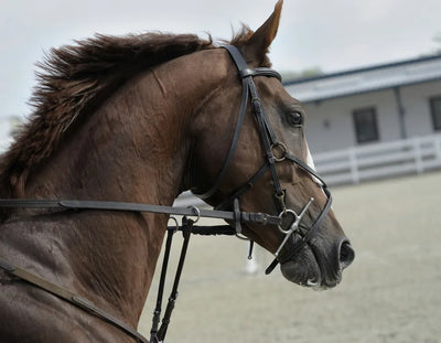 Tu guía para comprar tu primer caballo.